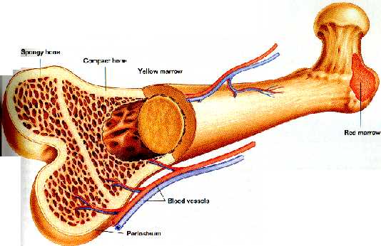 Red Marrow