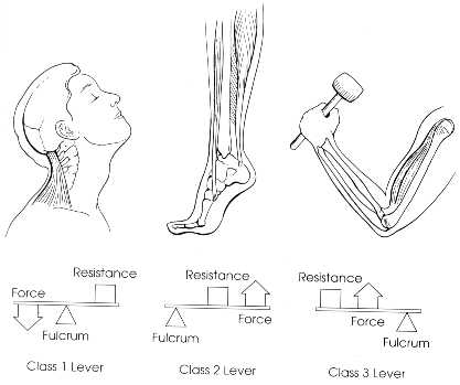 2nd class lever. Second, the skeletal system