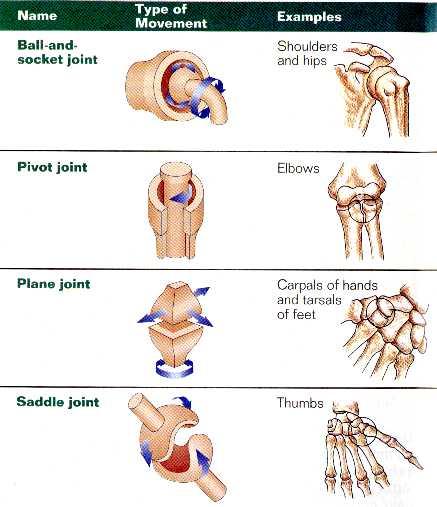 pivot joint examples
